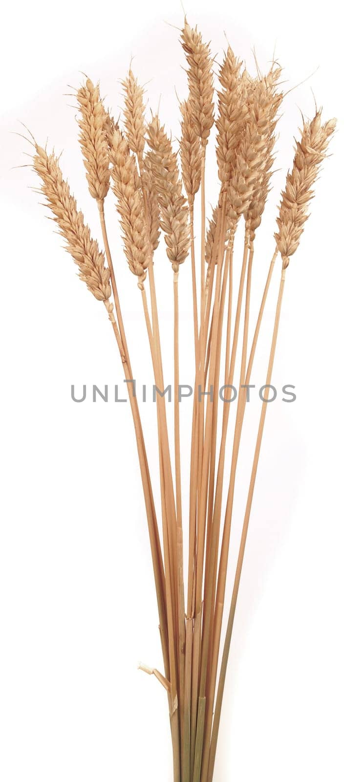 wheat