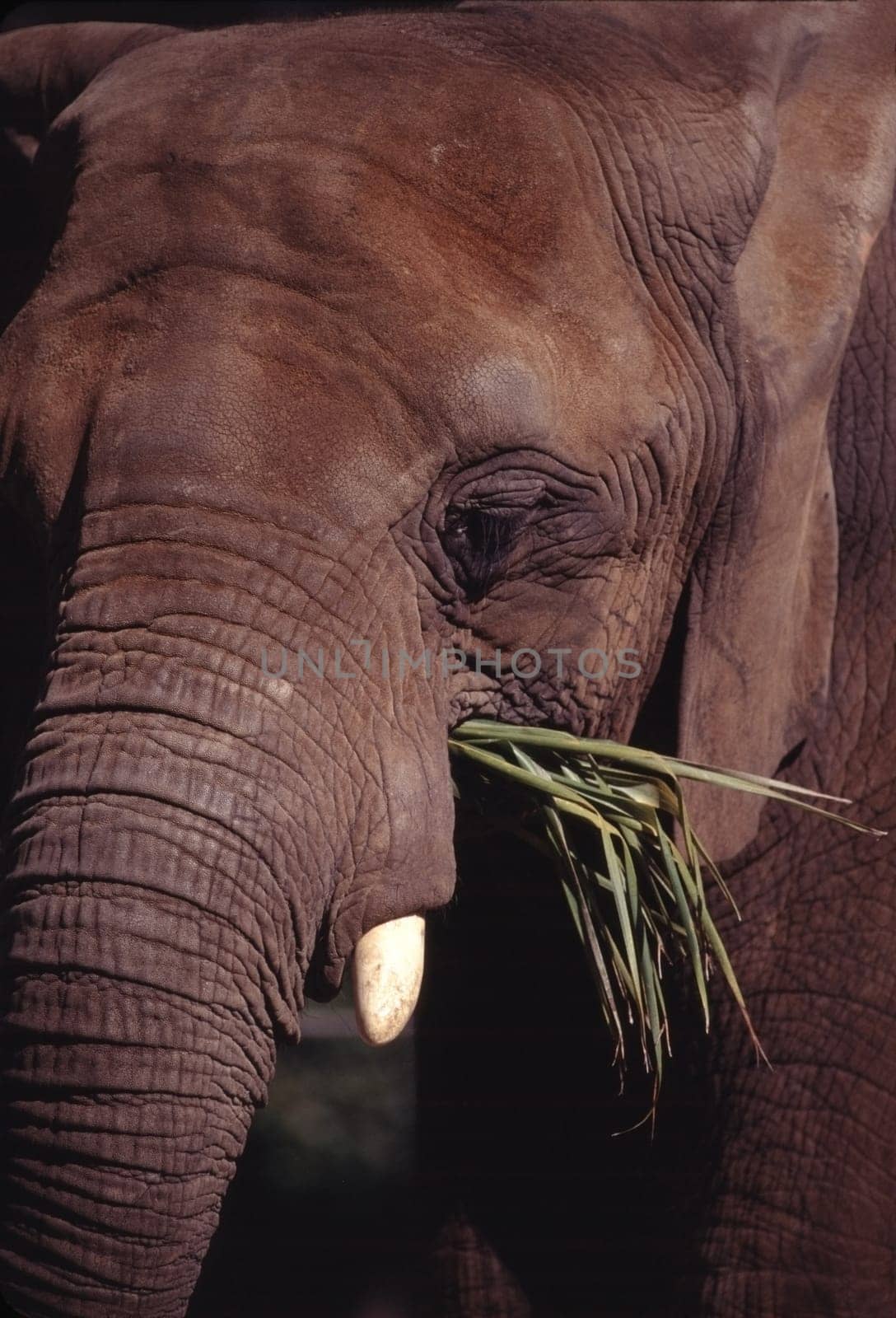 Elefant