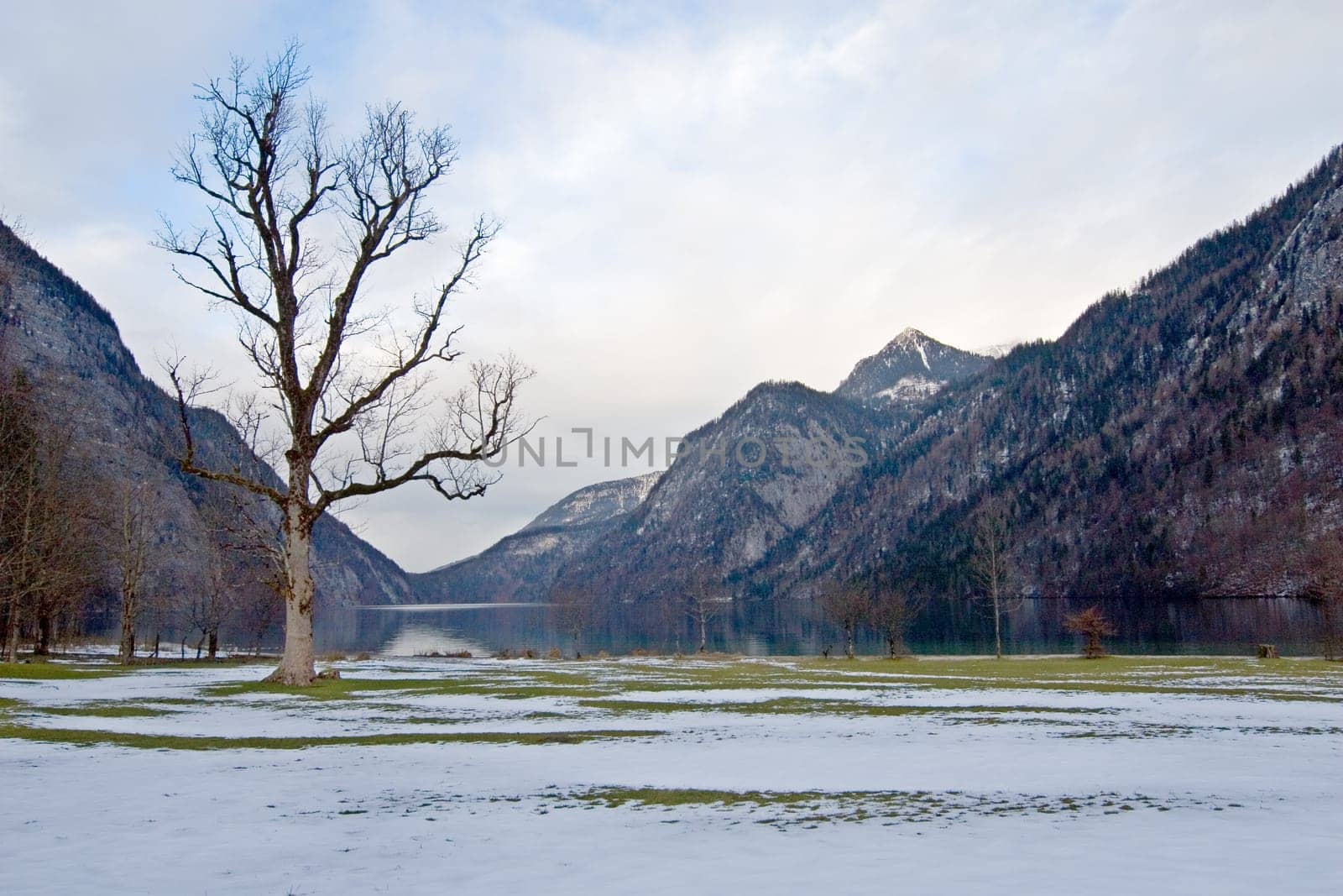 Tree at Lake Königsee