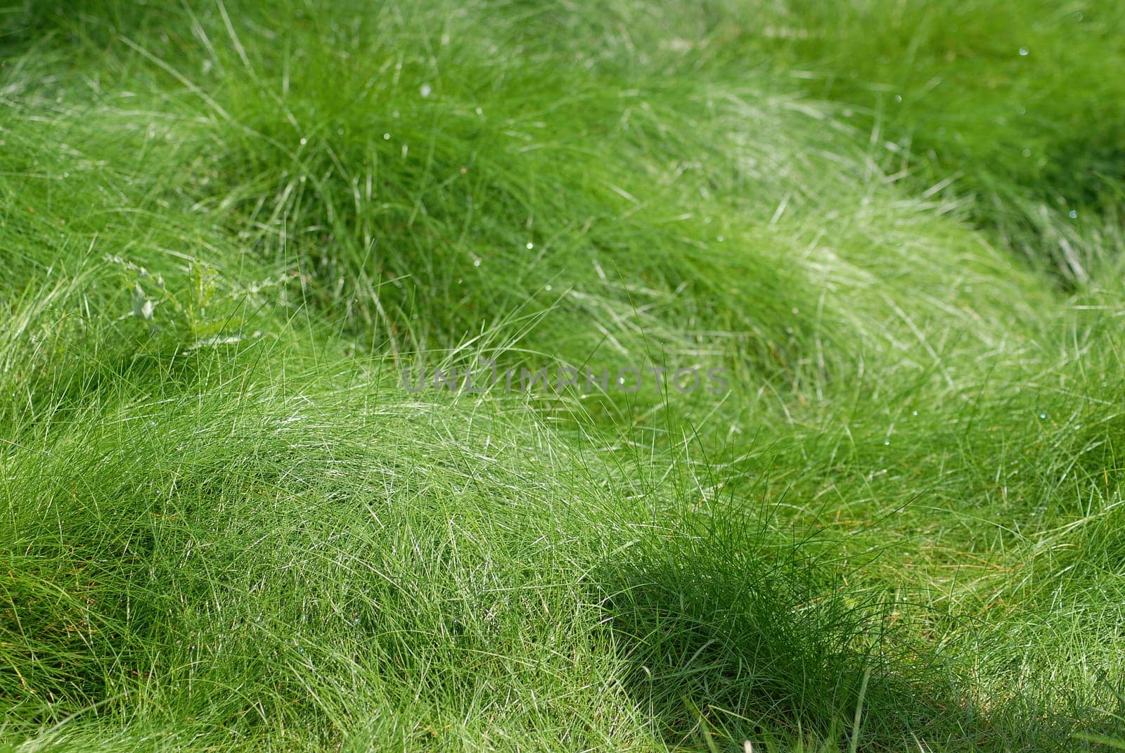 Juicy weed