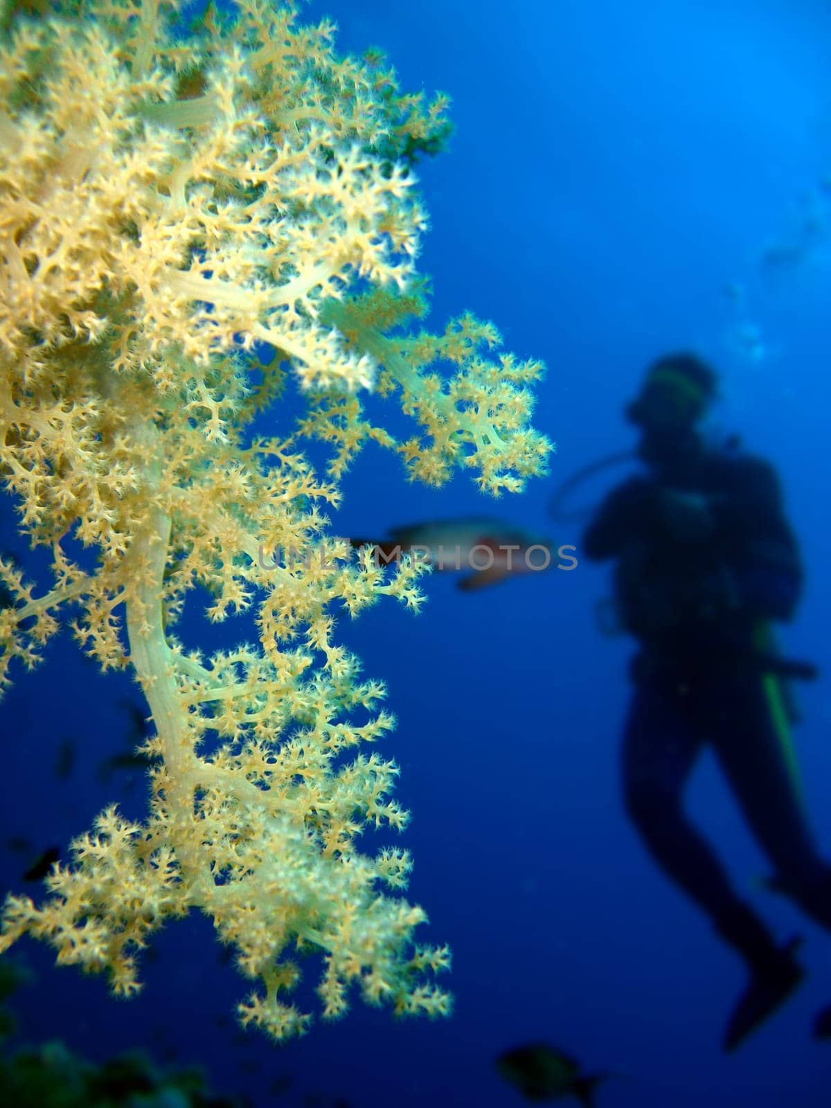 Soft coral with diver silhouette
