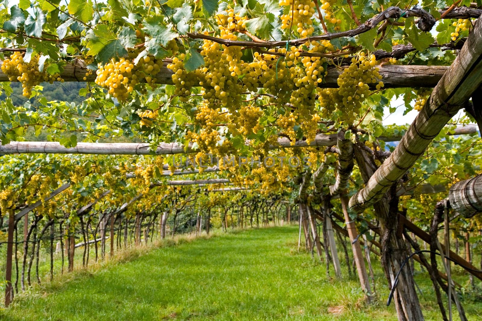 White wine