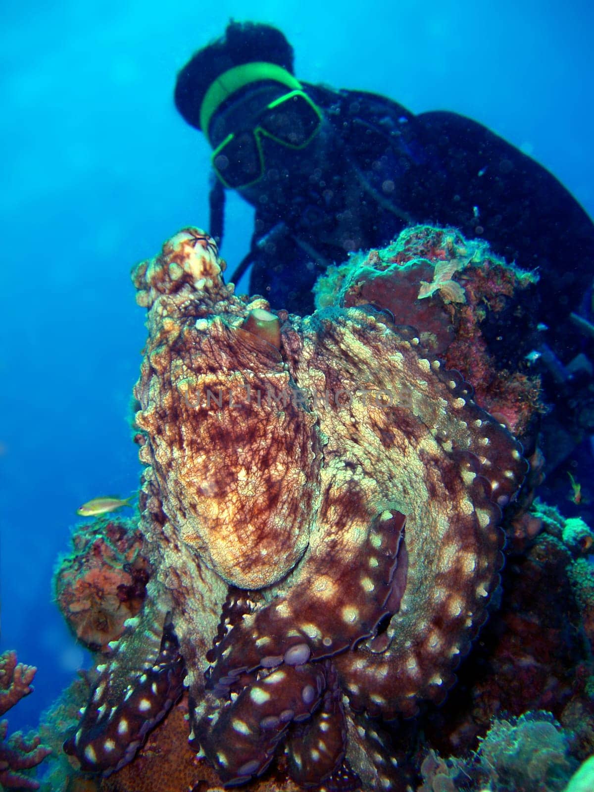 Eye to eye with the octopus
