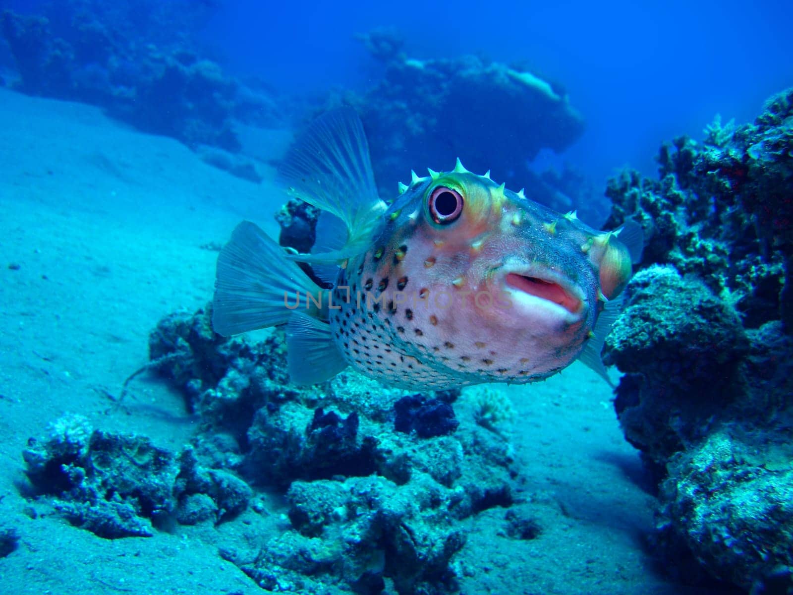 Hedgehogfish Cyclichthys spilostylus