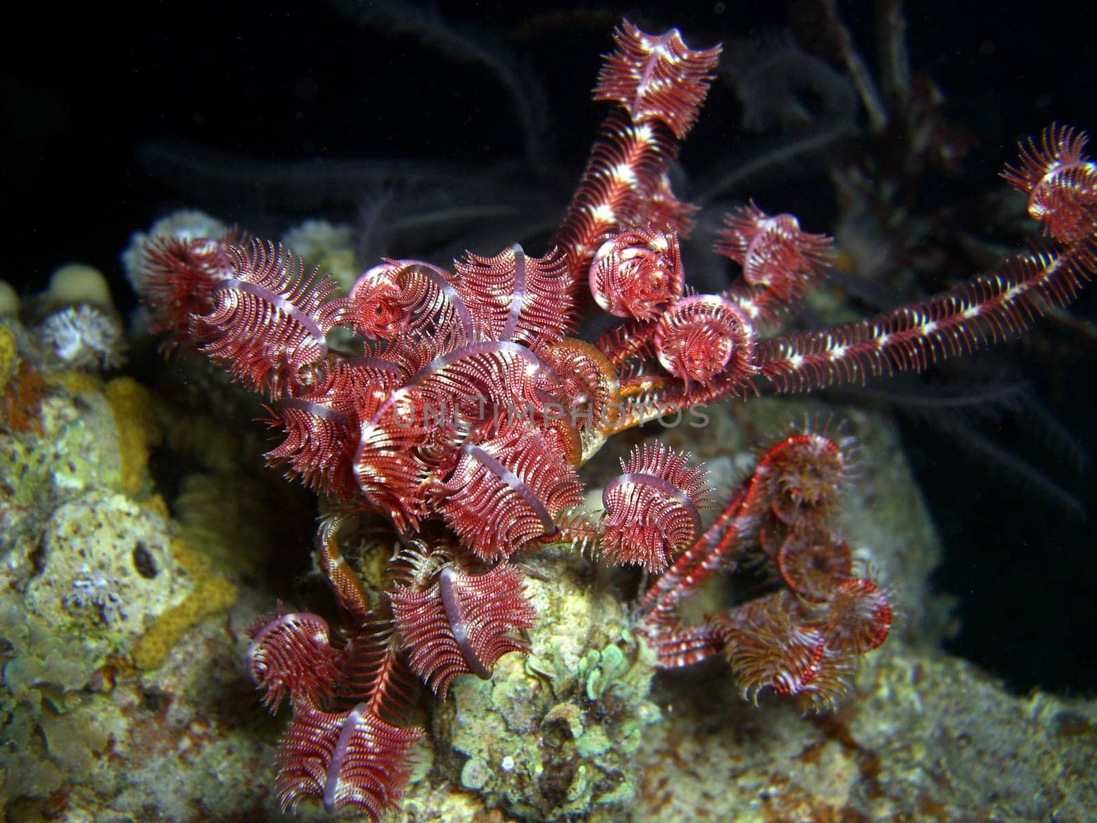 Feather star