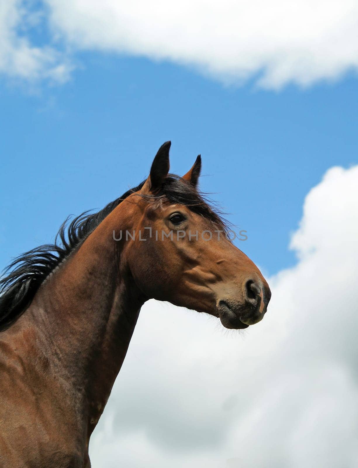 Horse portrait