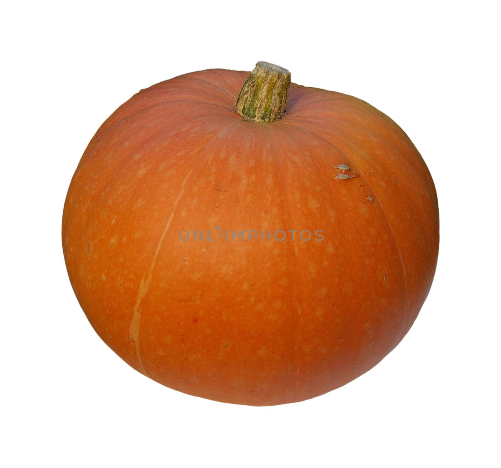 Pumpkin 16