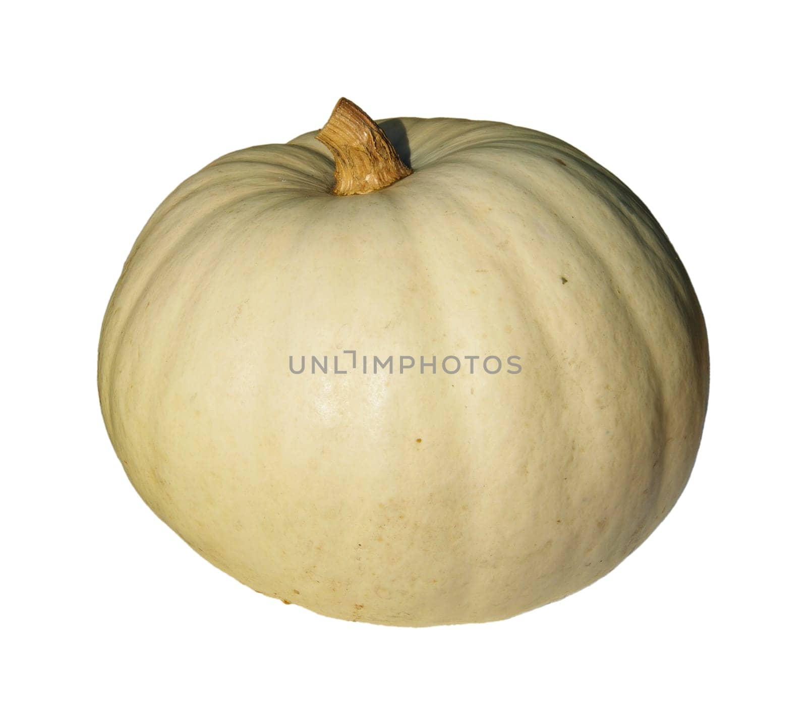 Pumpkin 15