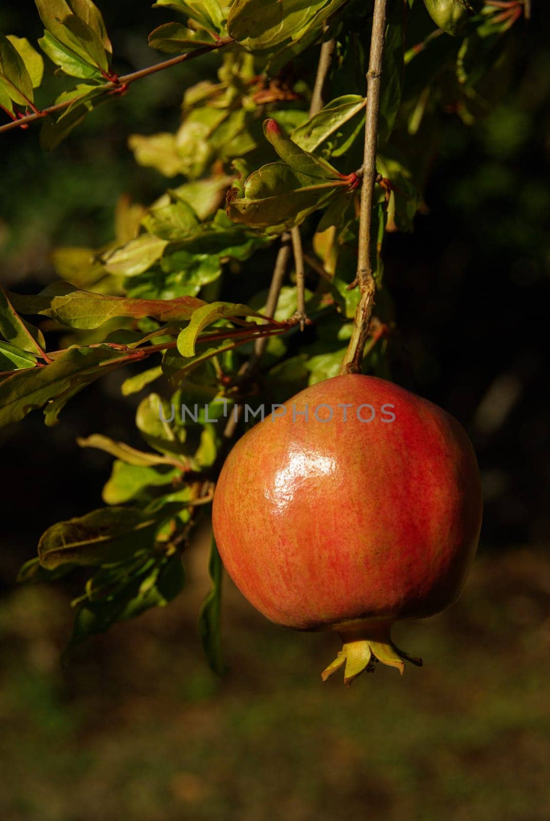 Pomegranate 03