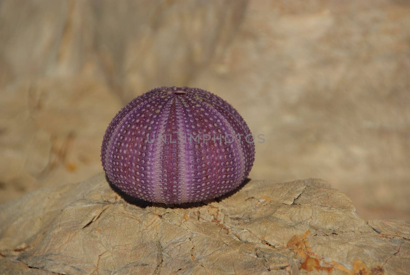 Sea Urchin 07
