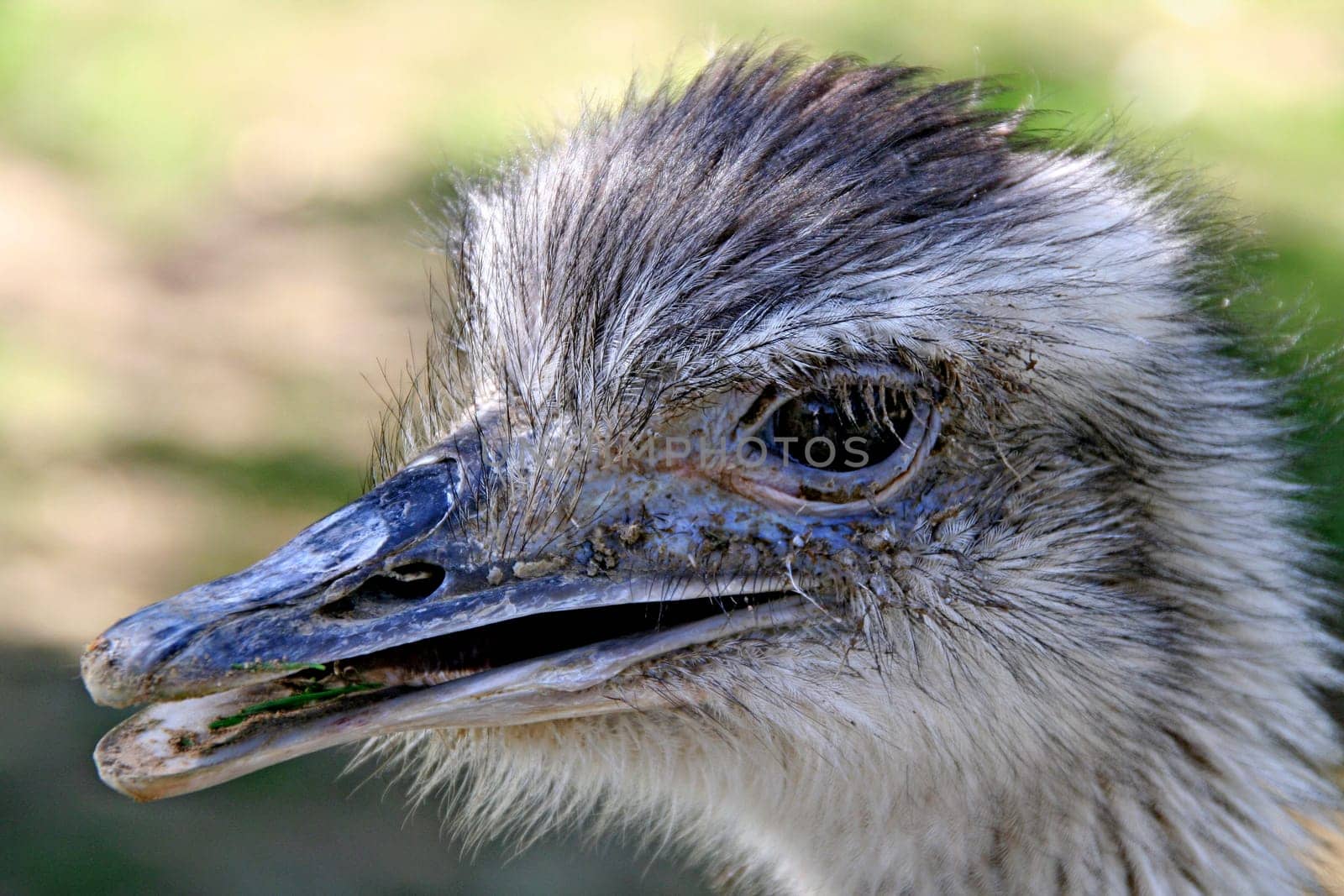 Greater rhea