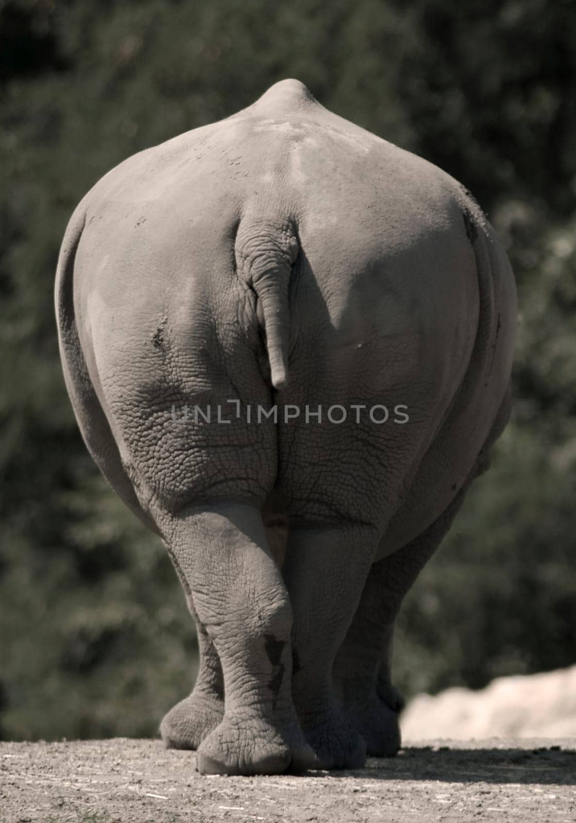 Buttocks
