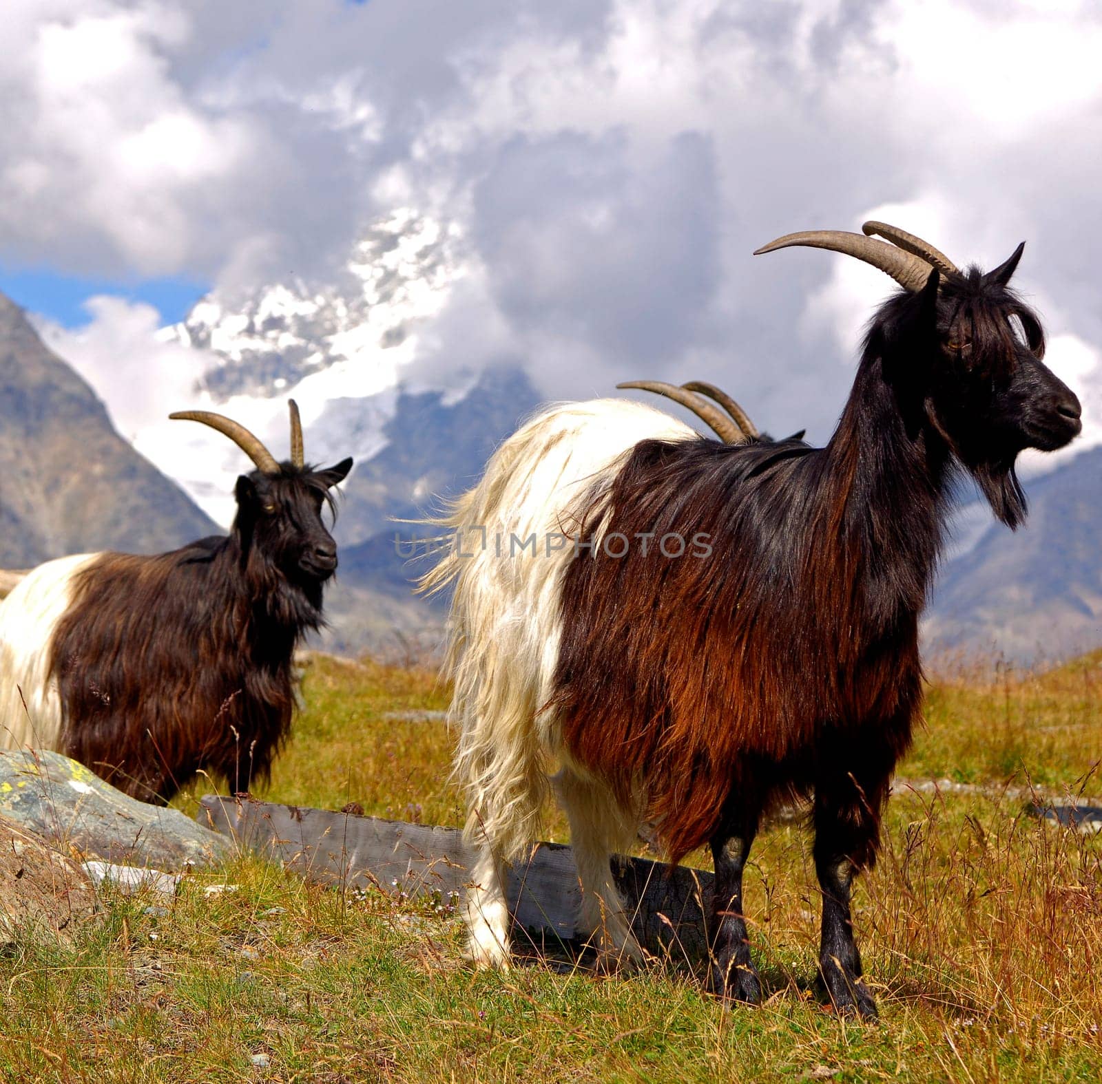 Mountain Goat