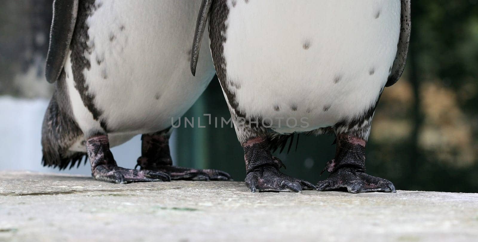 Feet