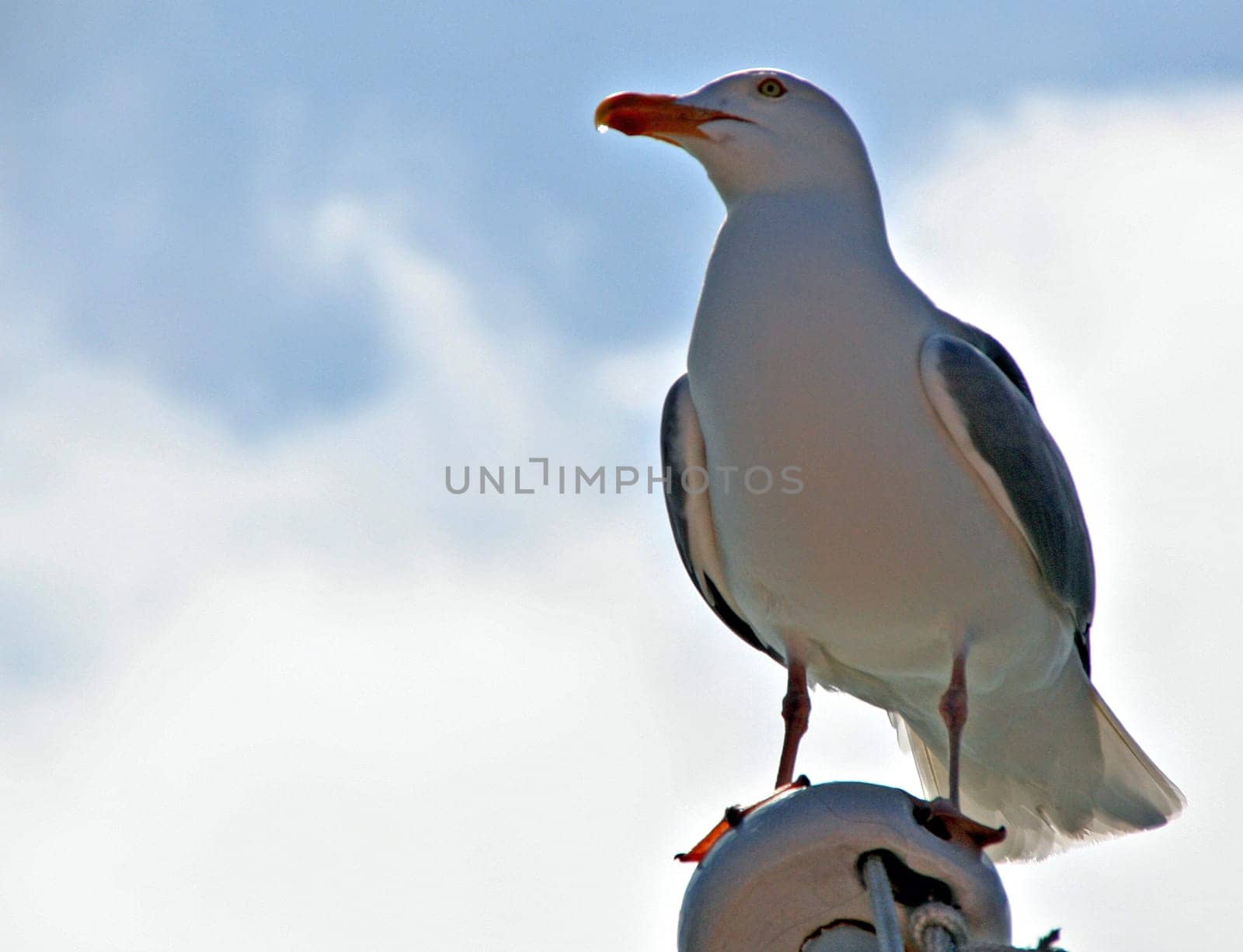 Seagull