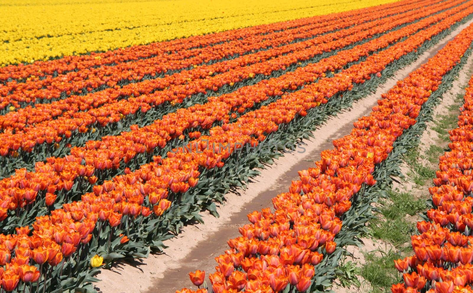 Tulip Field