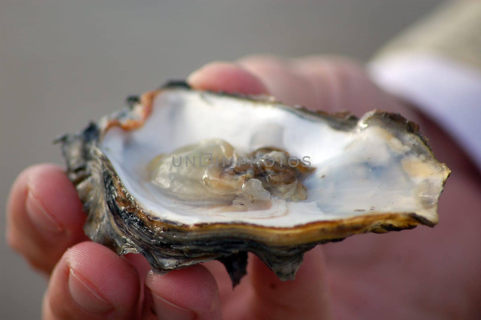 Oysters