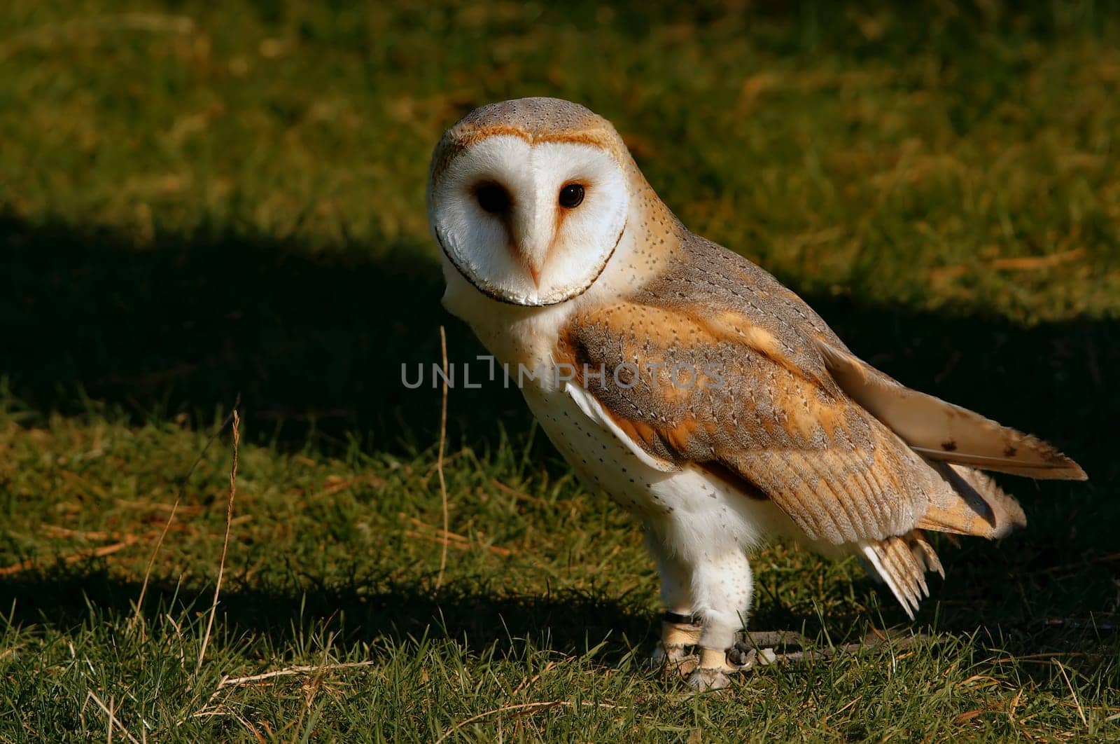 Barn owl