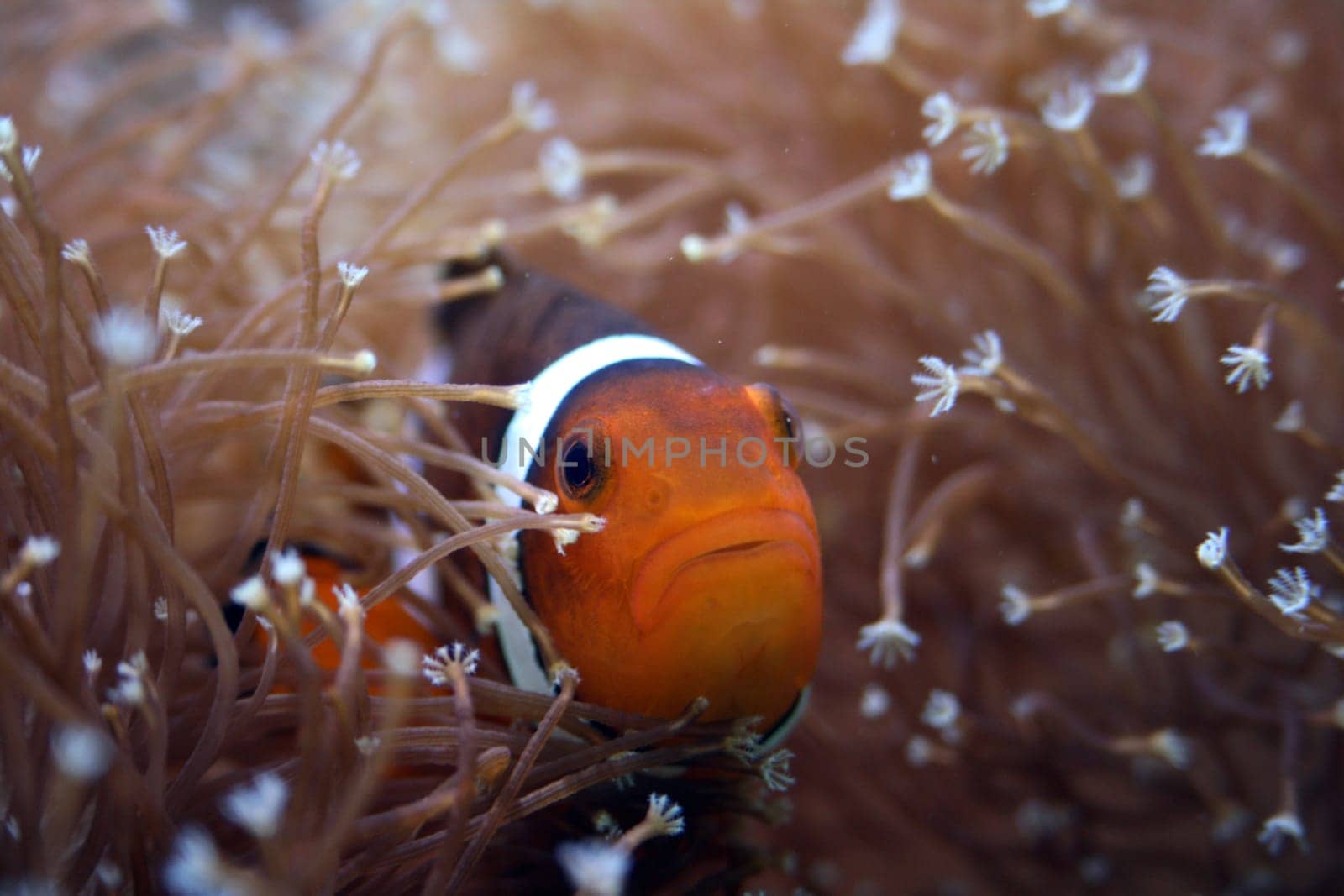 Amphiprion,ocellaris