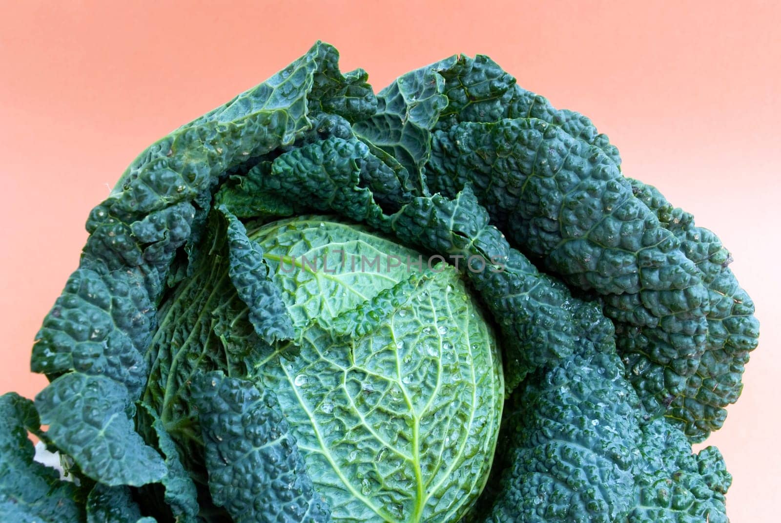 Savoy cabbage - raw - macro 2