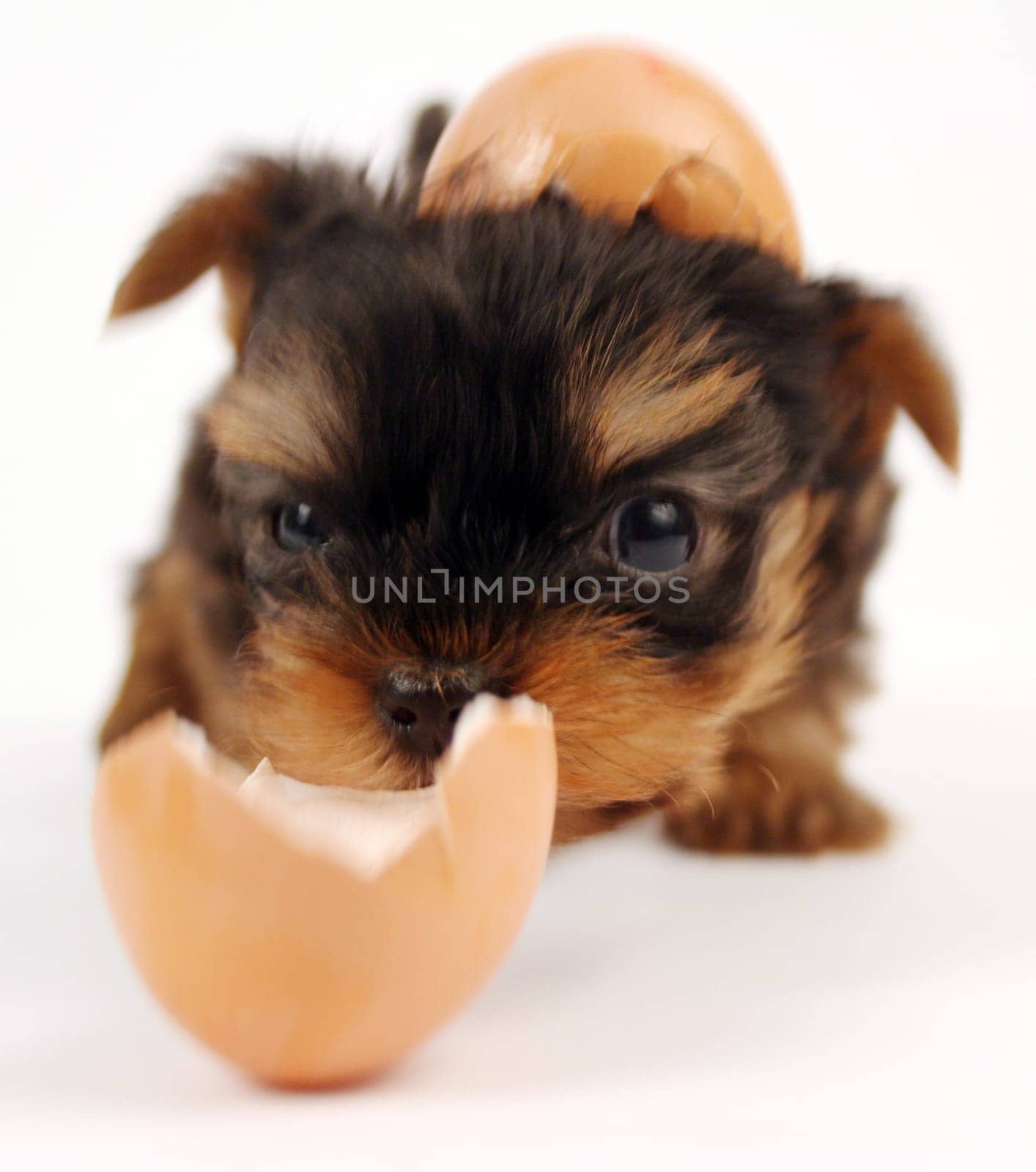 Dog peeled out