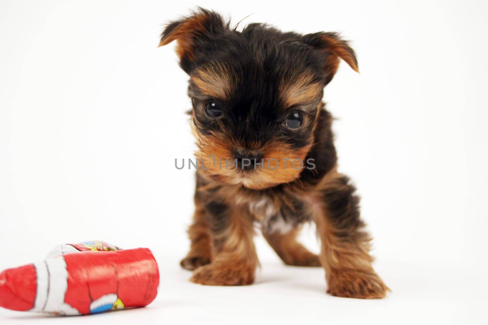 YorkieBaby for Christmas