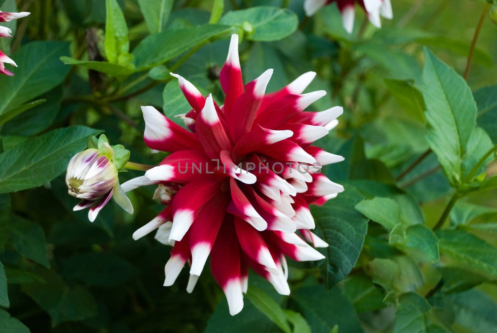 Red Dahlia