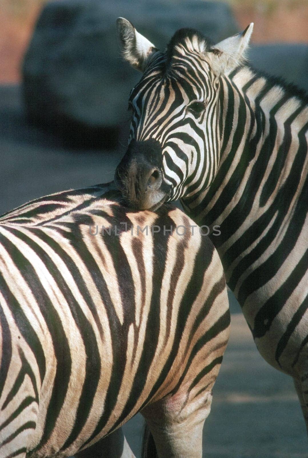Zebra