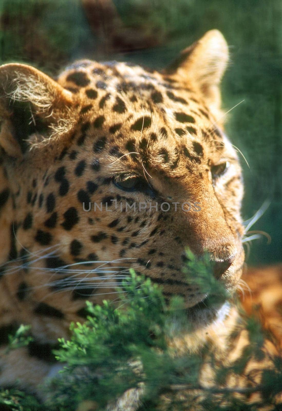 Leopard