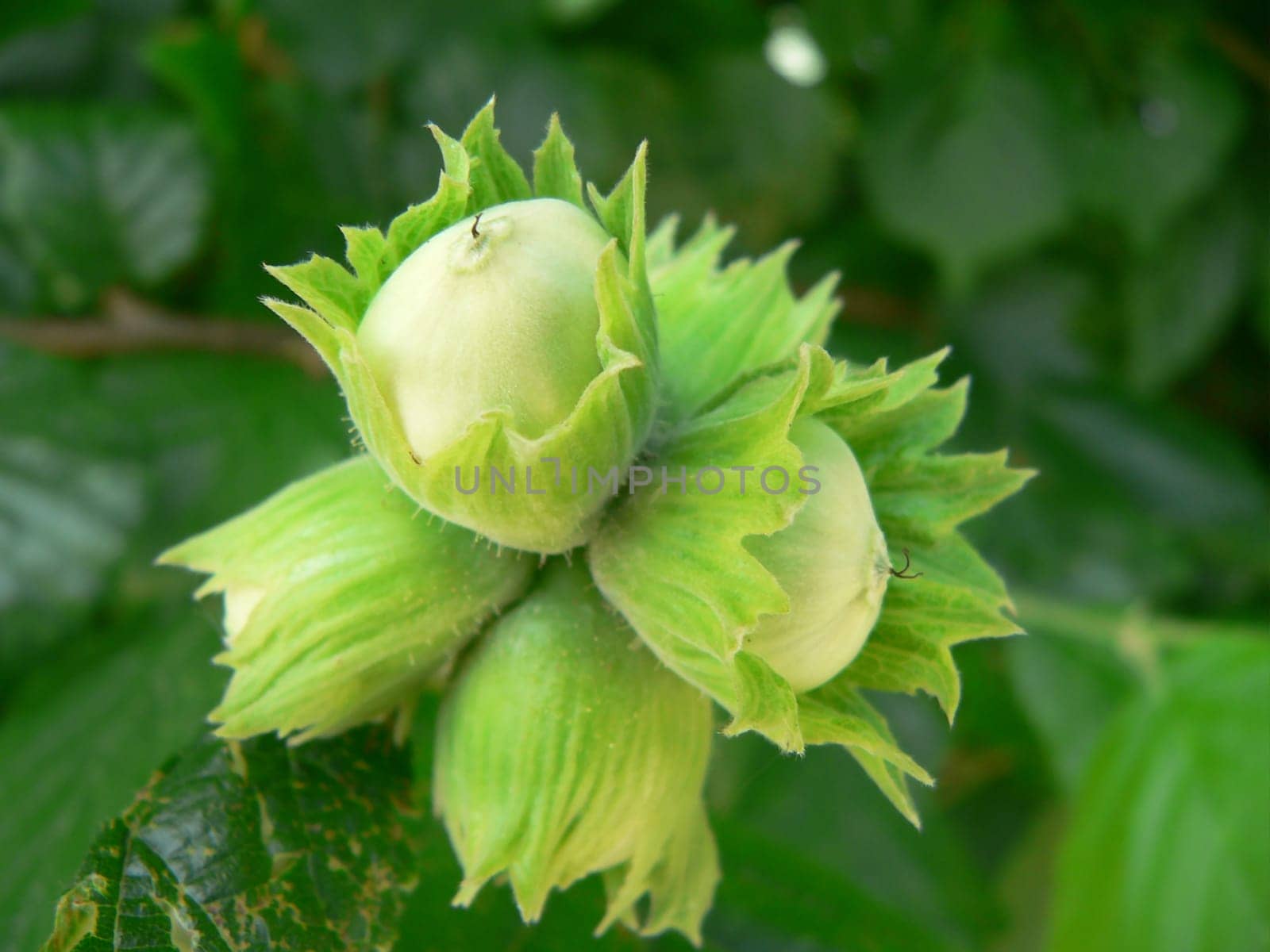 Hazelnut Tree