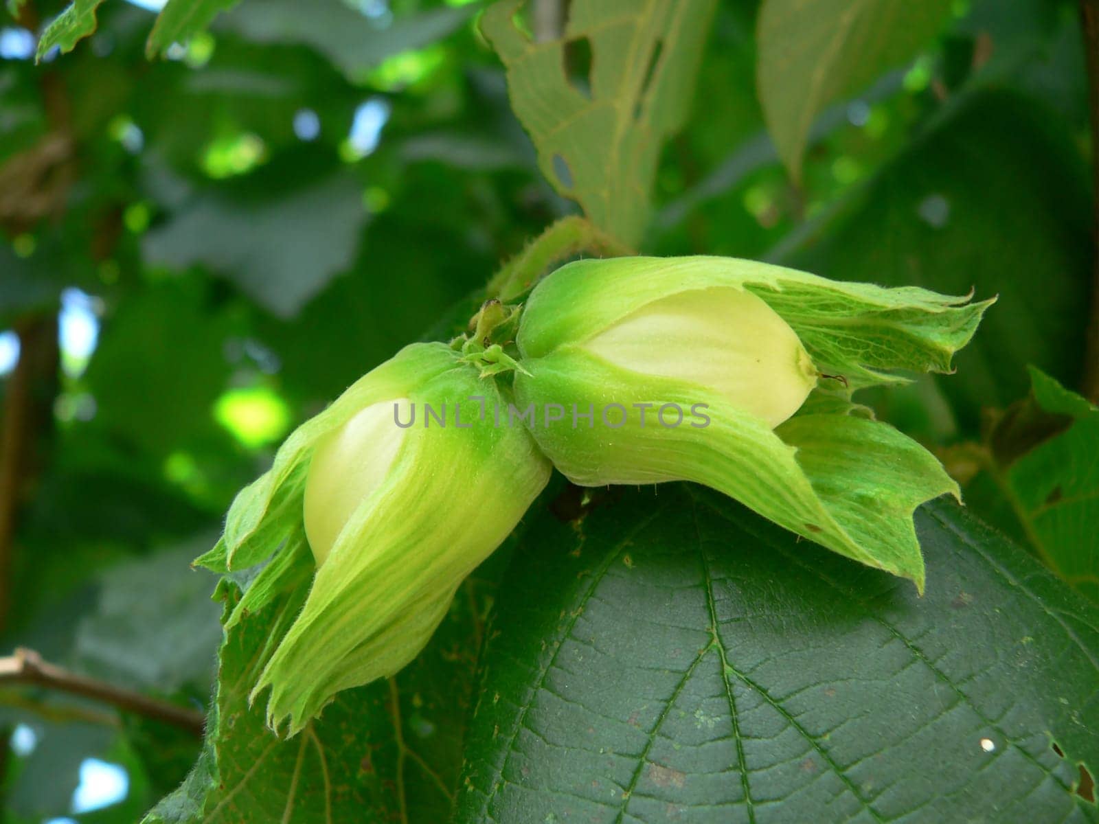 Hazelnut fruit