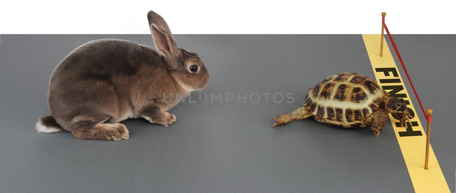 Turtle and hare
