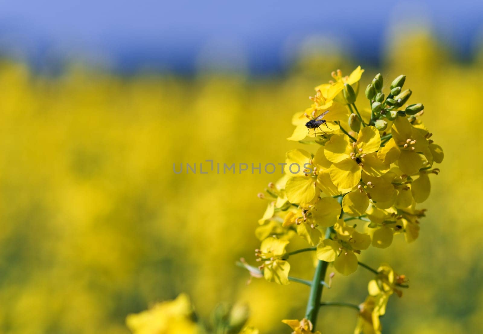 rapeseed