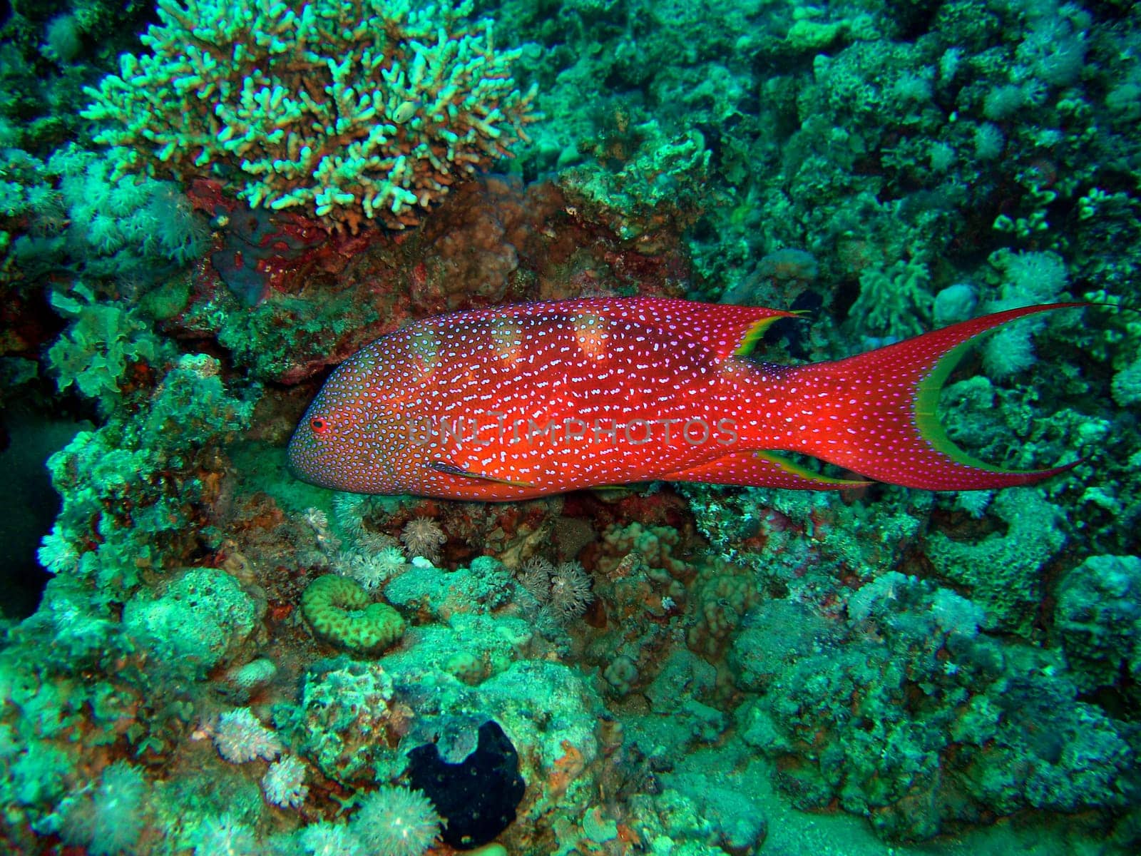 Crescent Moon Grouper