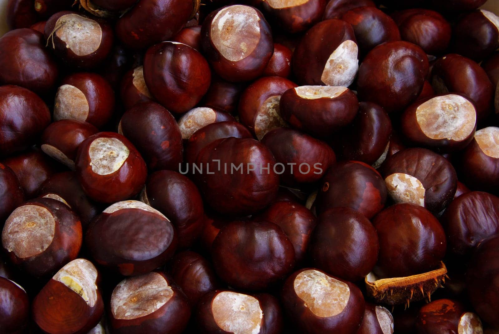 Chestnut 02
