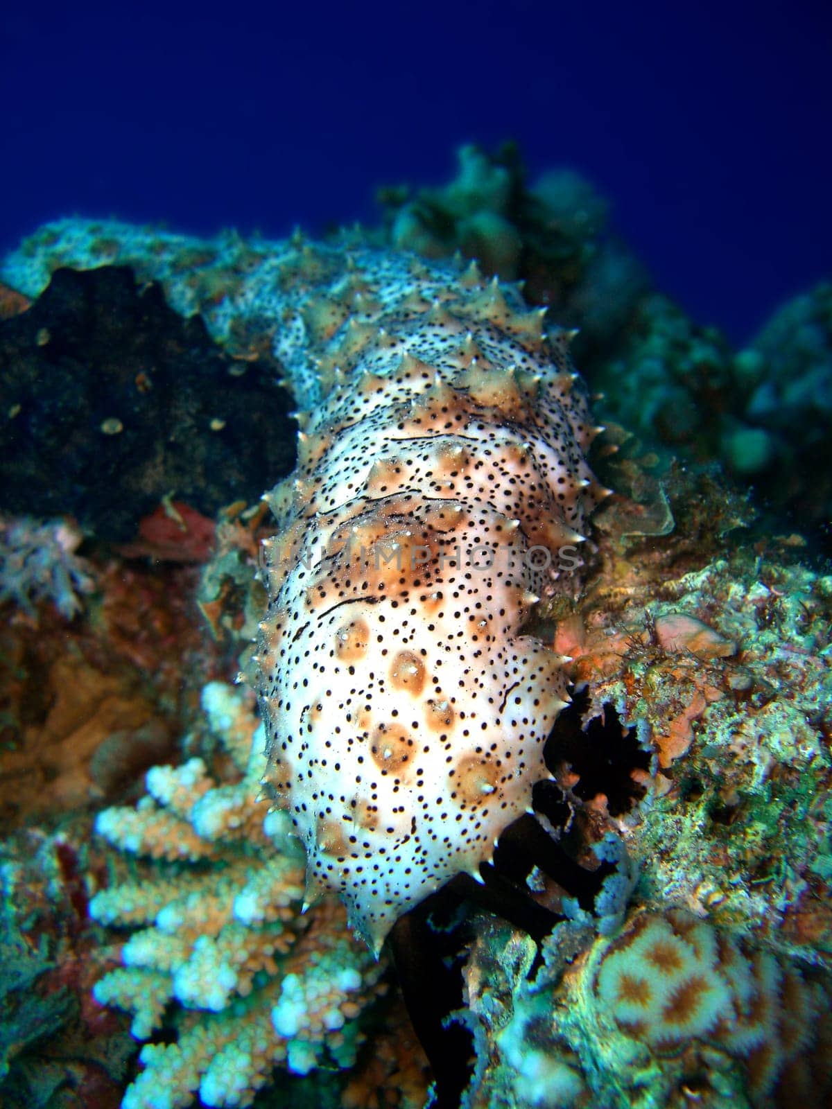 Strichel Sea Cucumber