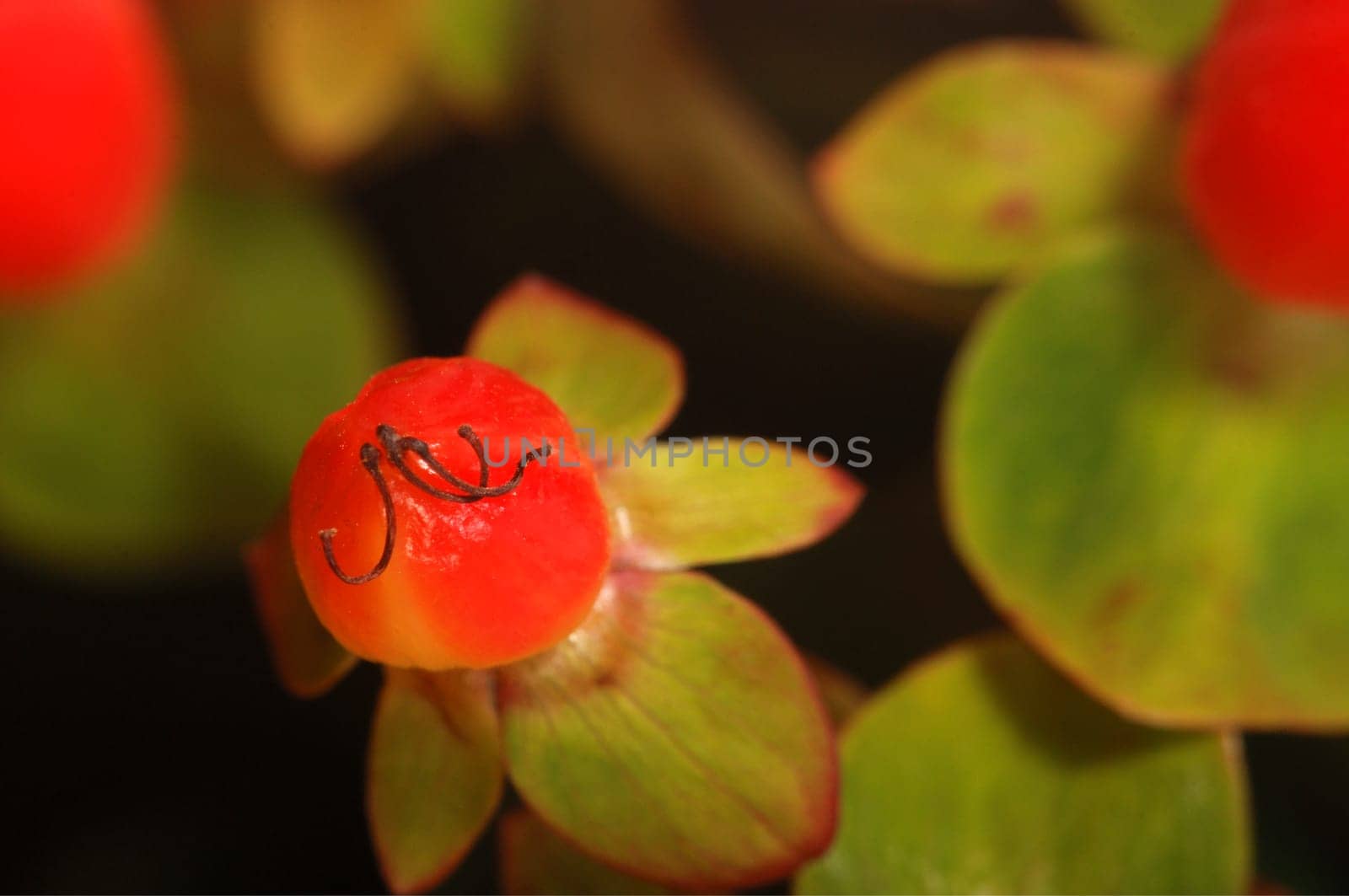 Rosehip close-up