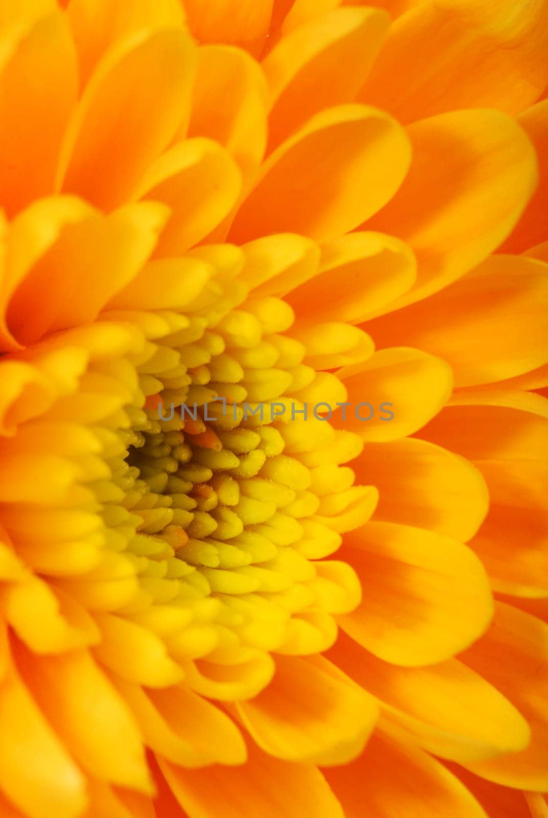 Dahlia close-up