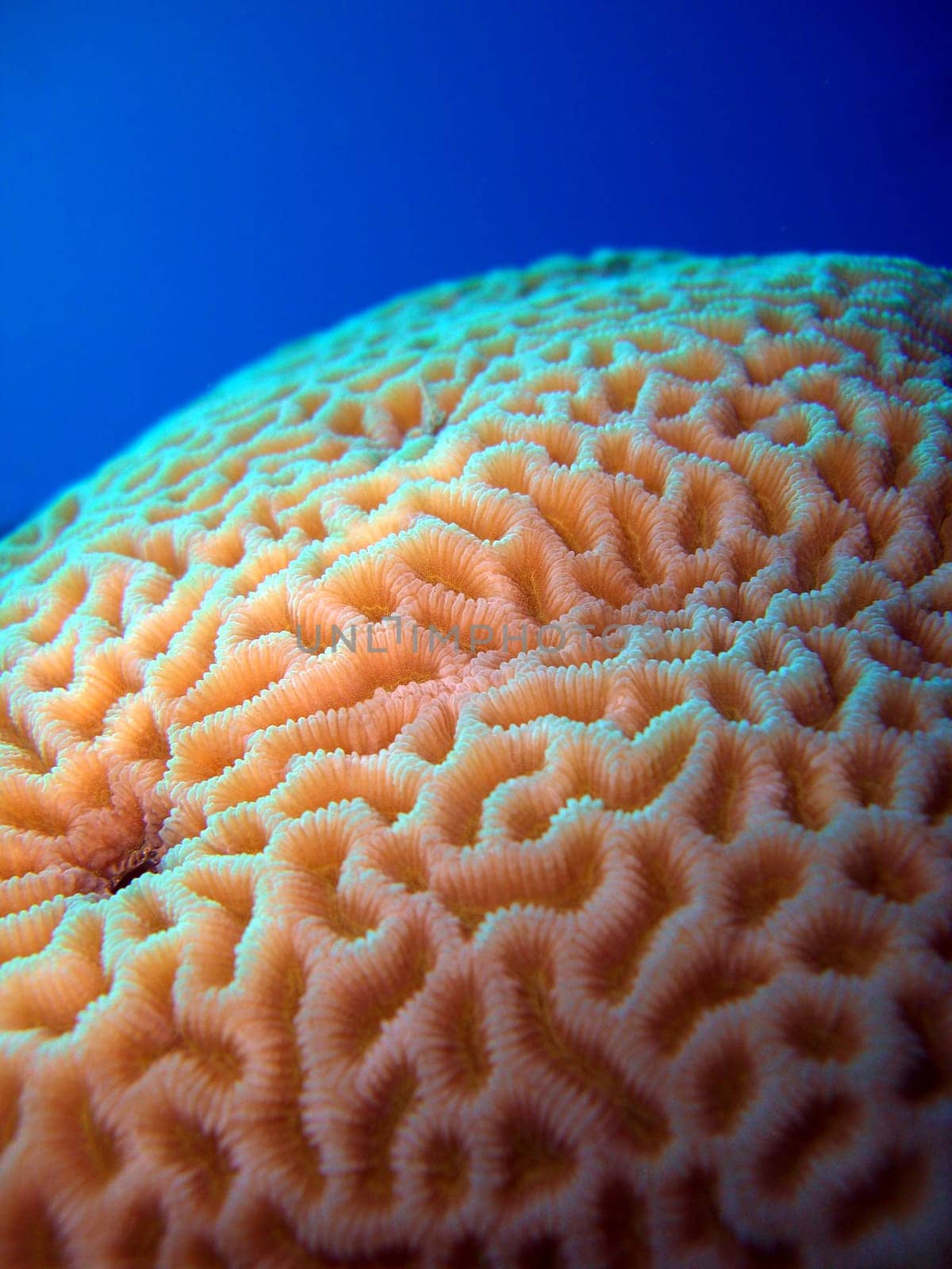 Brain coral