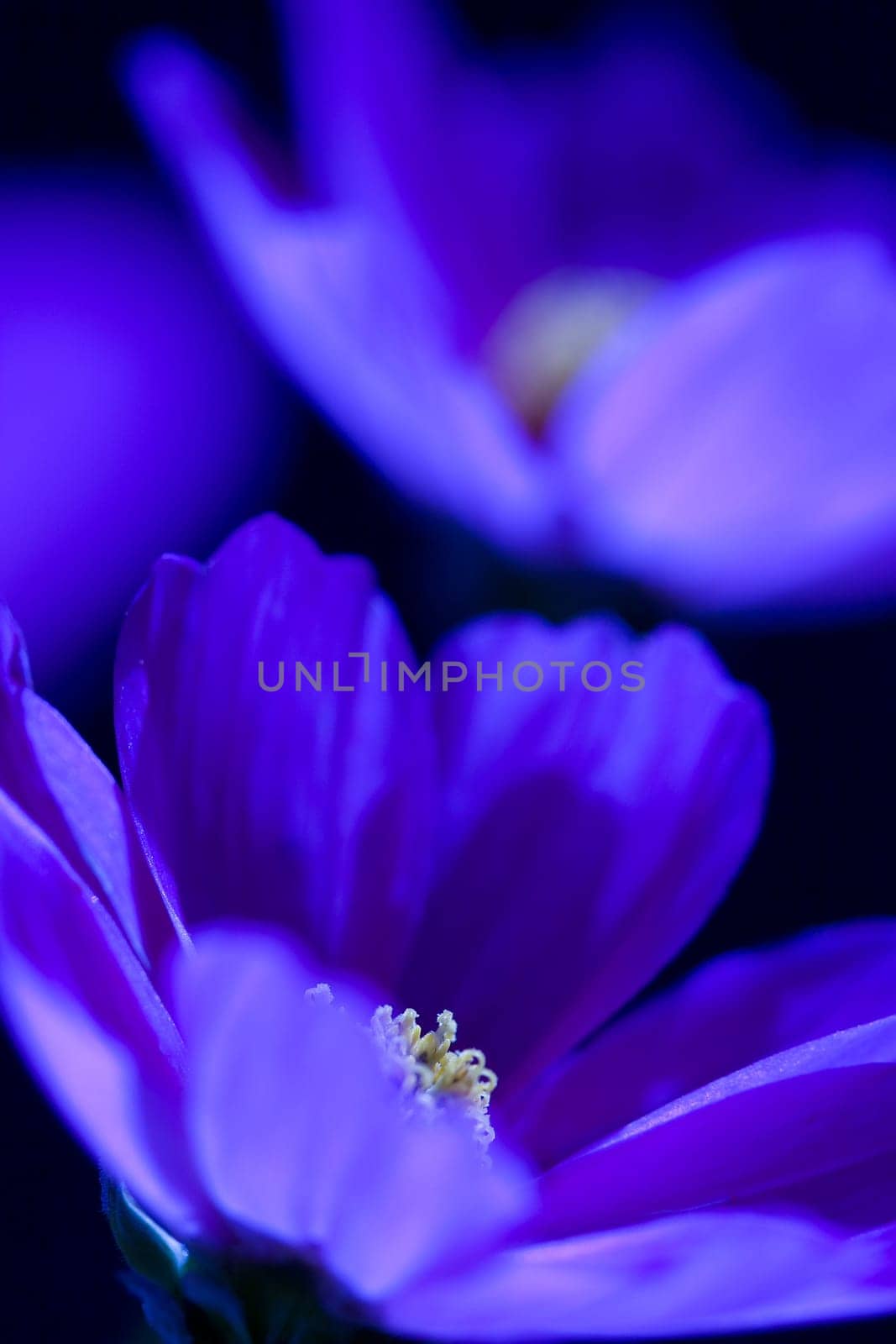 Cosmea blue