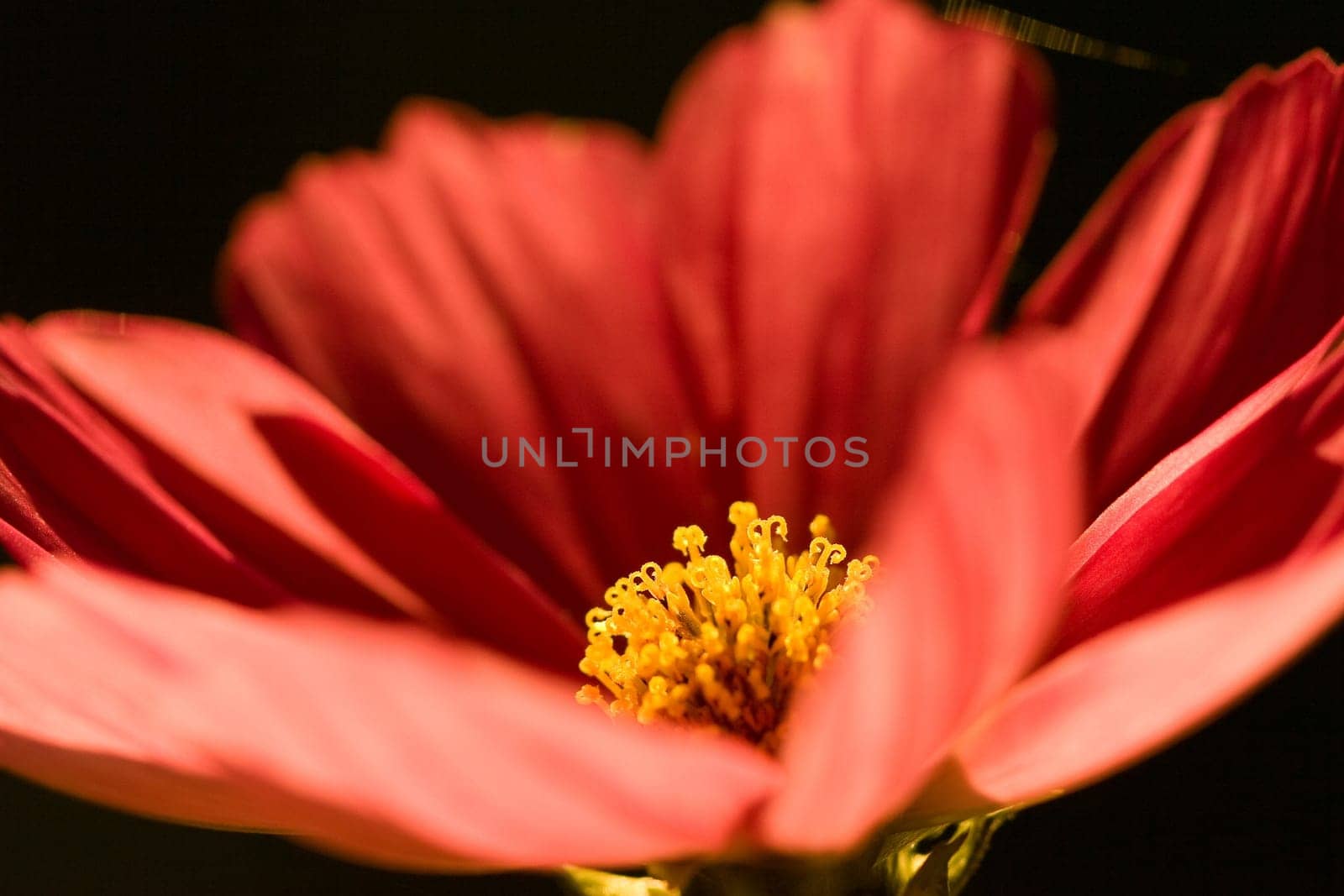 Cosmea