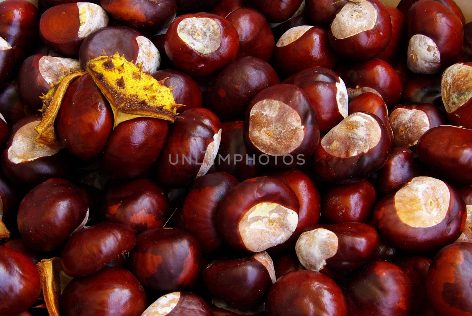 Chestnut 03