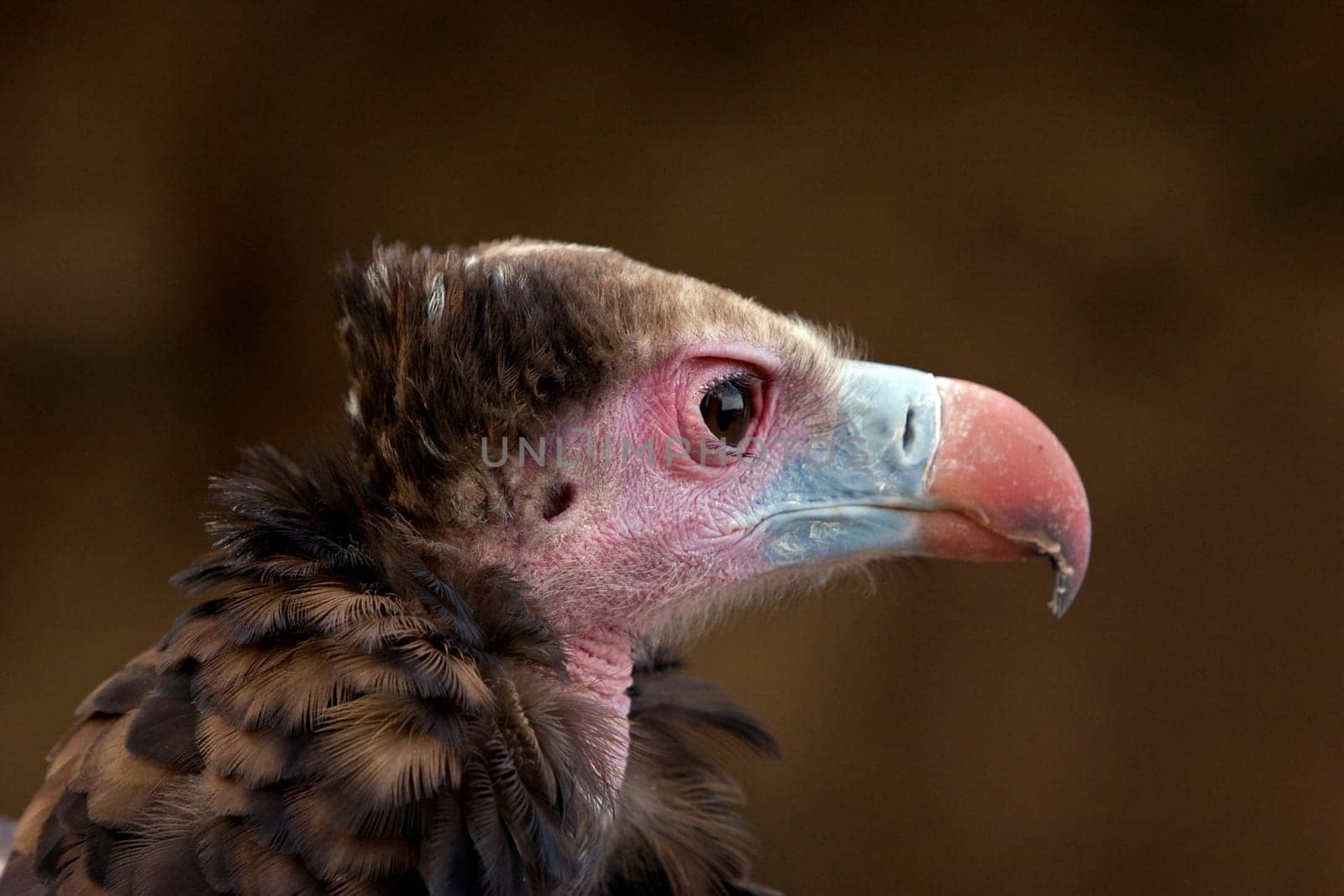 Vulture II