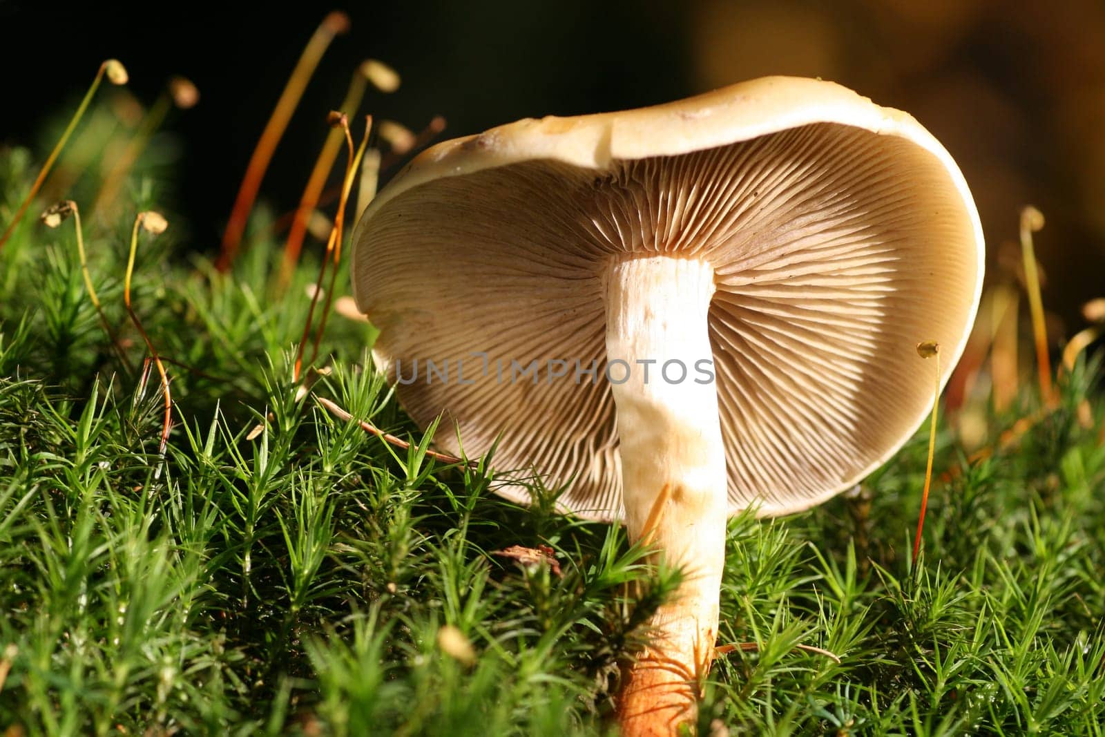 Conifer tuft