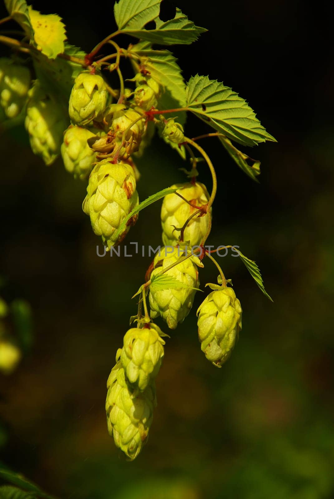Hops 03