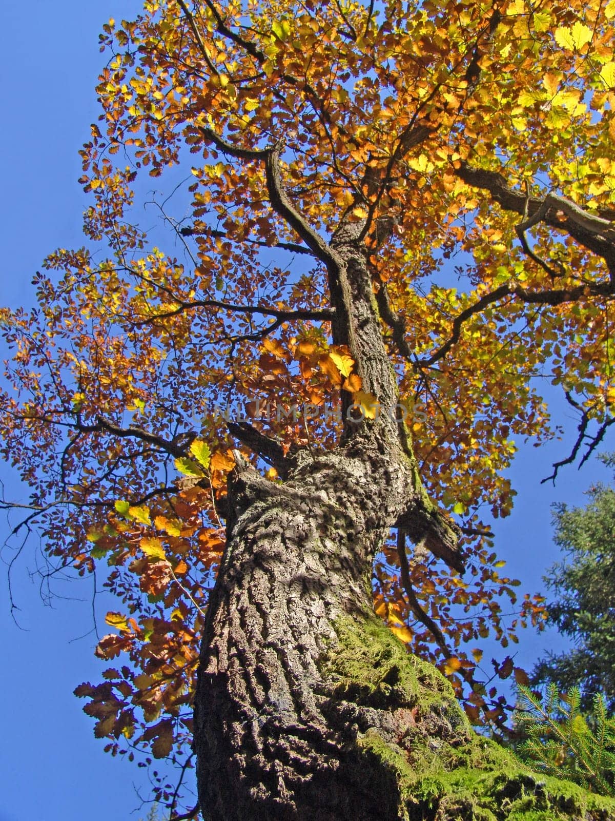 Oak with autumn leaves