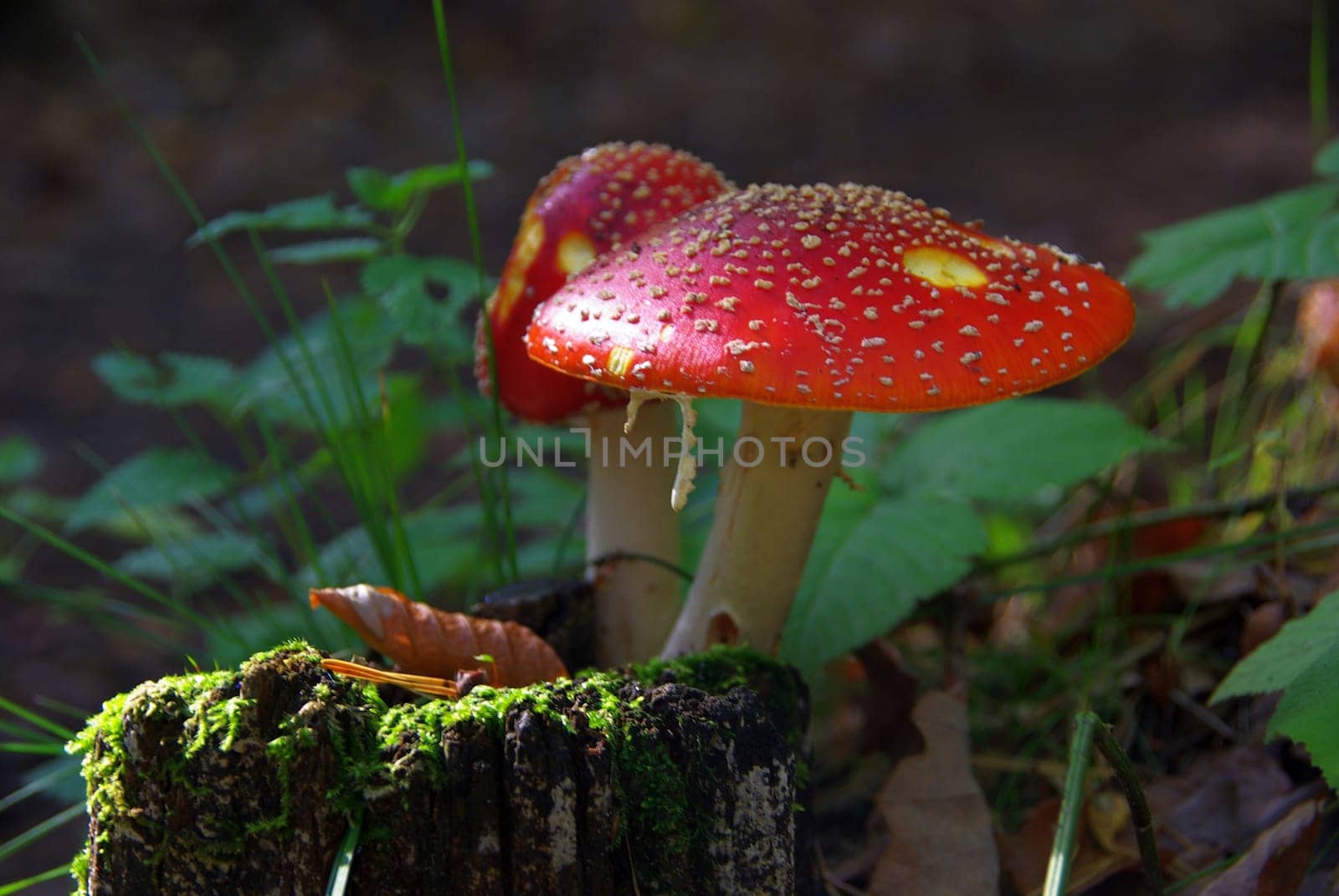 Toadstool 03