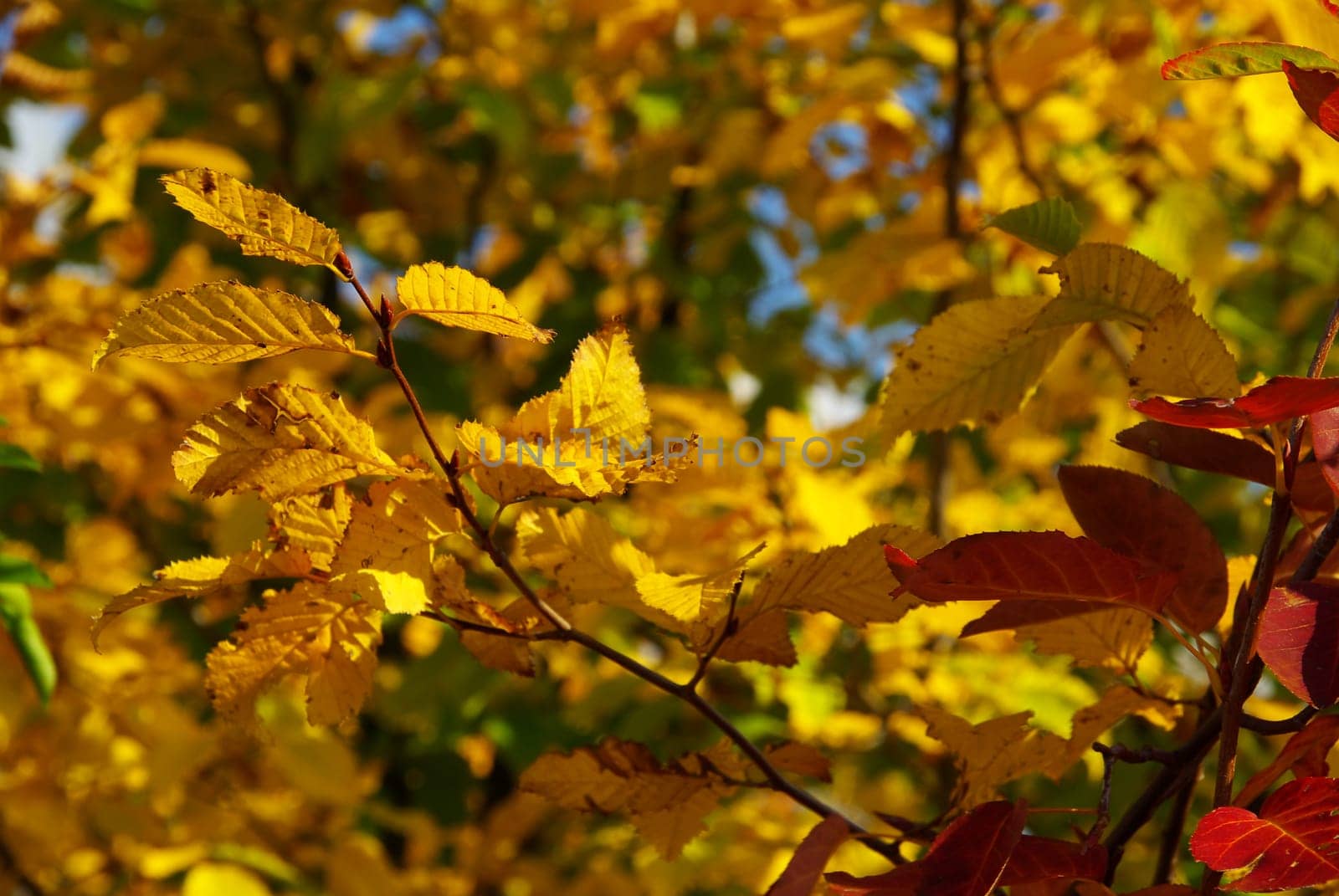 Autumn Leaves 05