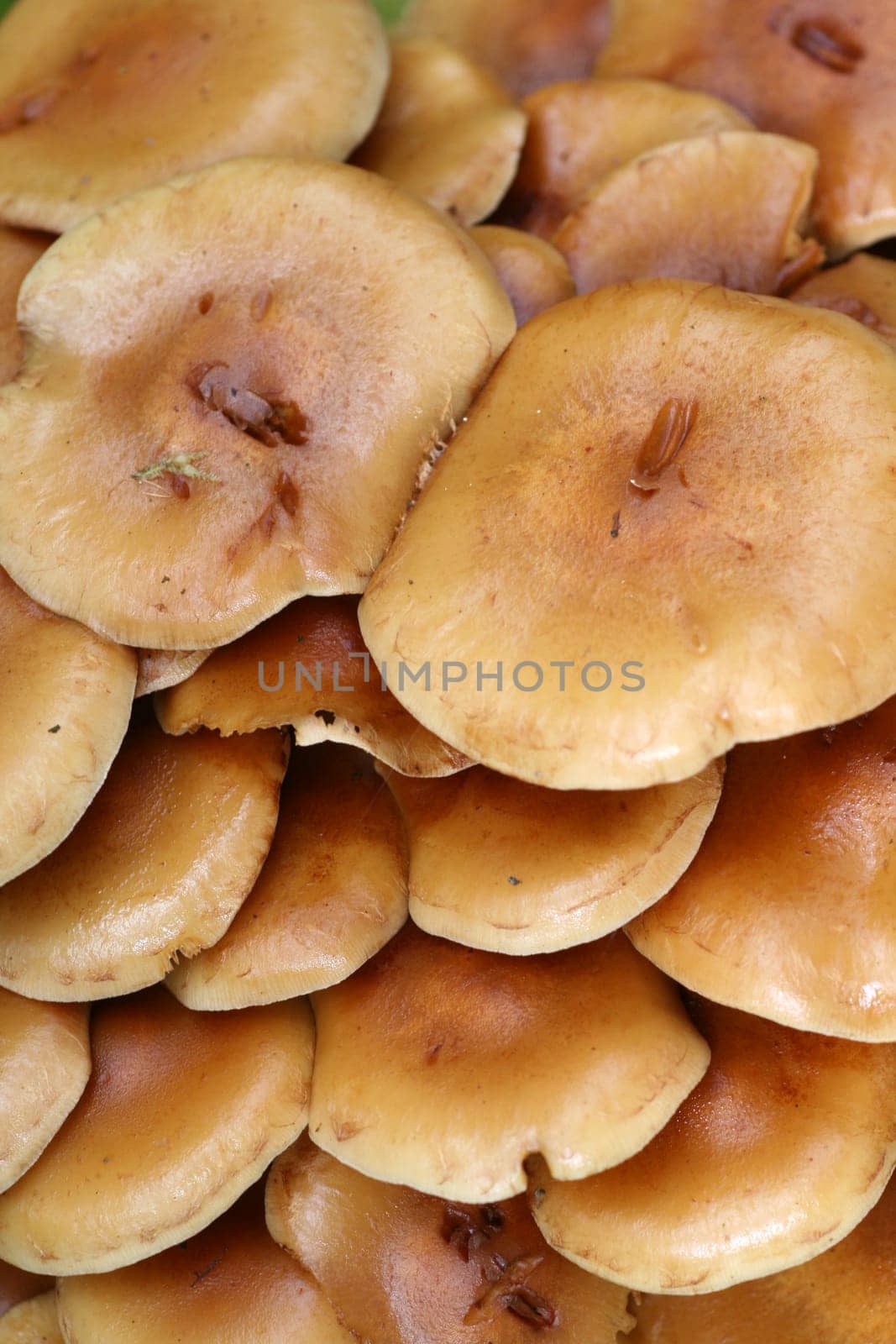 Mushroom hats