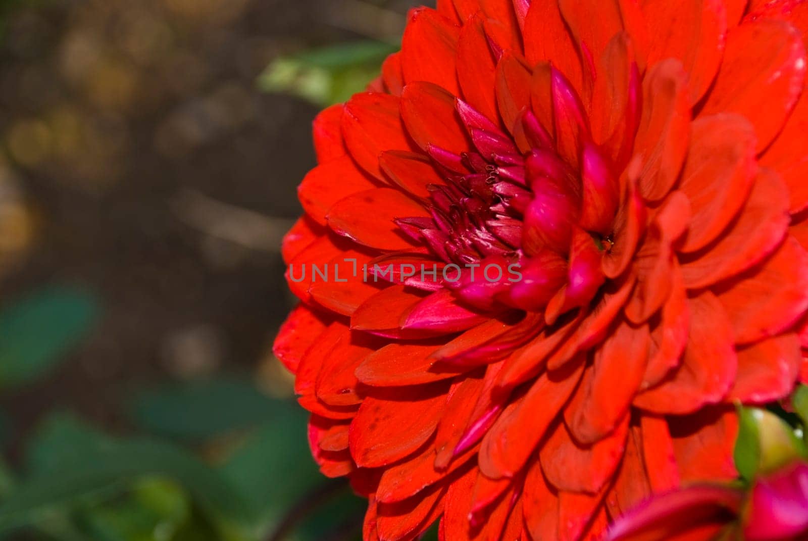 Red Dahlia